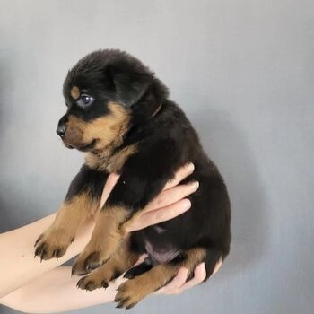 Male Rottweiler