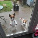 Jack russell dogs-0