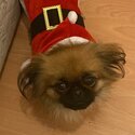 Miniature Pekingese-0