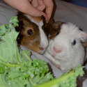 Two male Guinea pigs -4