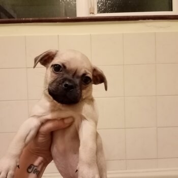 Pug pups for sale