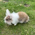 Rabbit for sale-1