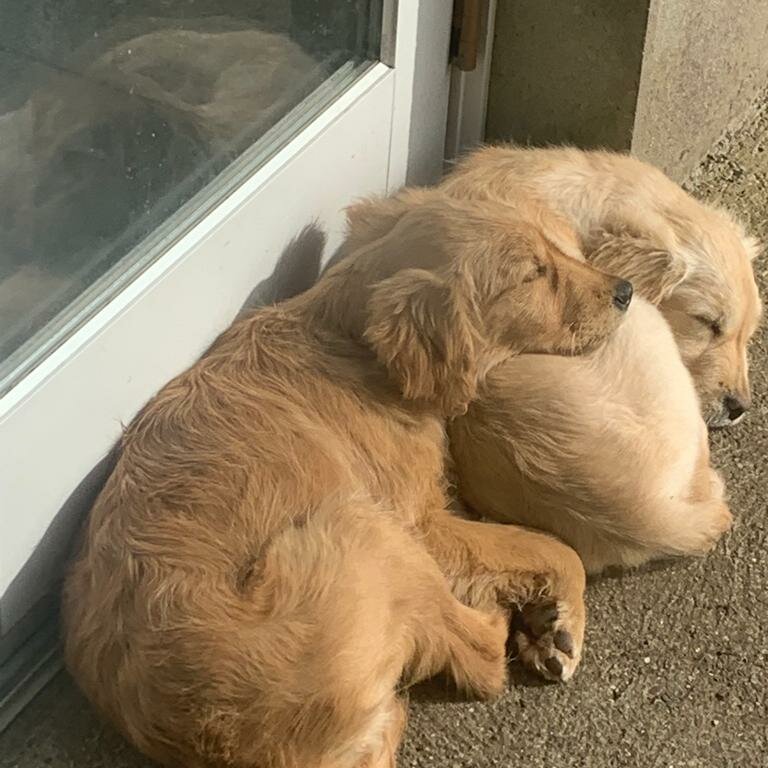 2 female golden retrievers for sale