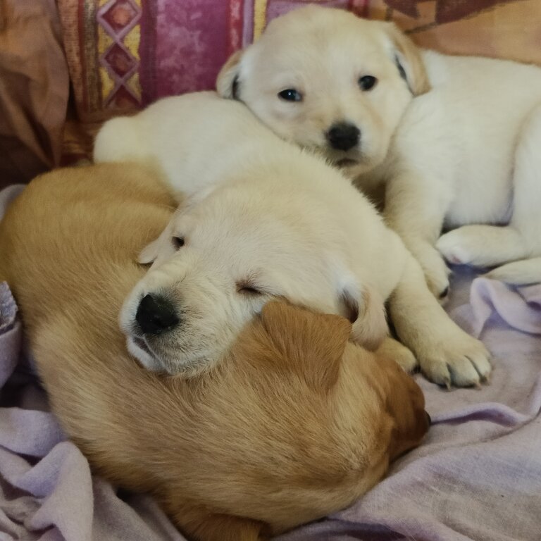 Golden labrador / labrador Spaniel