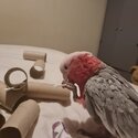 Galah cockatoo -3