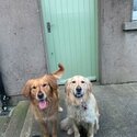 2 female golden retrievers for sale-2