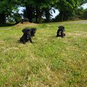 5 little puppies for sale. Jack russell mixed with a cocker spaniel.-3