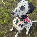 Dalmation for rehoming -1