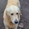 Purebred Golden retriever young dogs -2