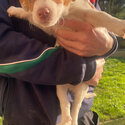 Jack Russell cross puppies for sale -2