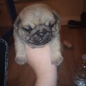 pug puppy 7 weeks old -2