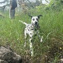 18 month Dalmatian -5