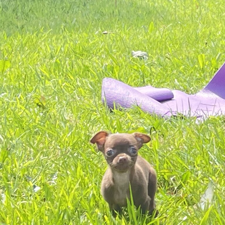 Purebred male Chihuahua puppy 