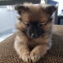 Pomeranian puppies -1