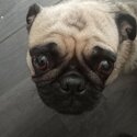 PUG FEMALE-0