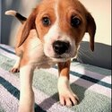 Gorgeous 8 weeks old Jack Russell x Collie-3