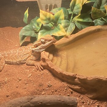 Baby bearded dragon & home