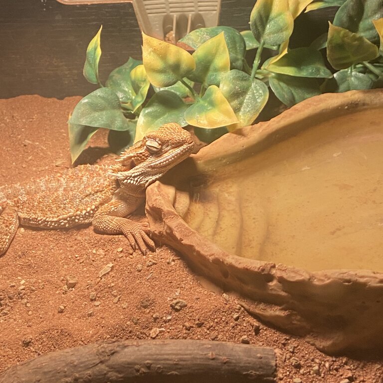 Baby bearded dragon &amp; home