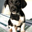 Gorgeous 8 weeks old Jack Russell x Collie-0