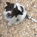 Springer Spaniel puppies-1