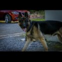 German shepherd -1