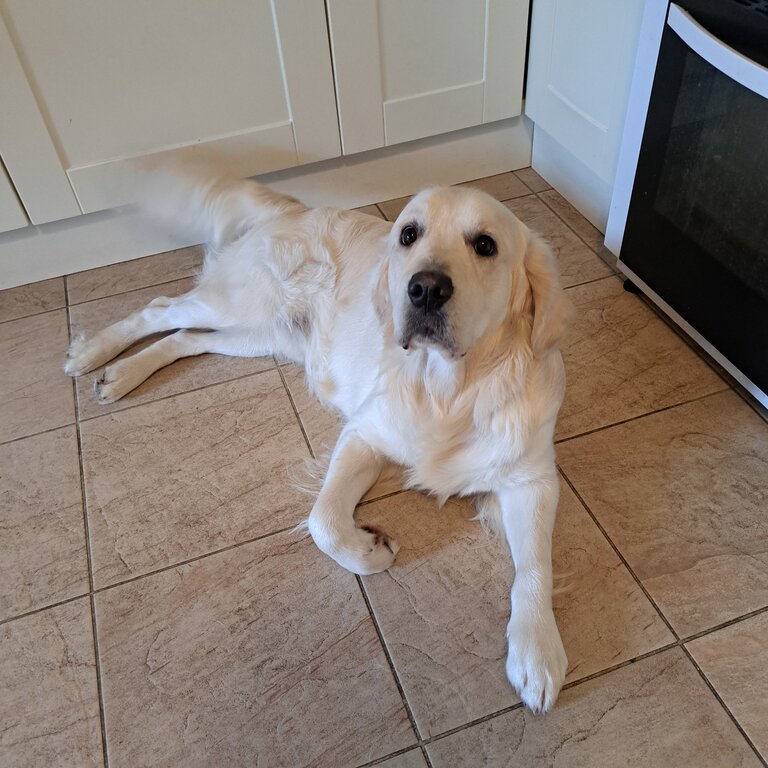 Beautiful  golden retriever 