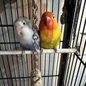 Active and Energetic Lovebirds-1