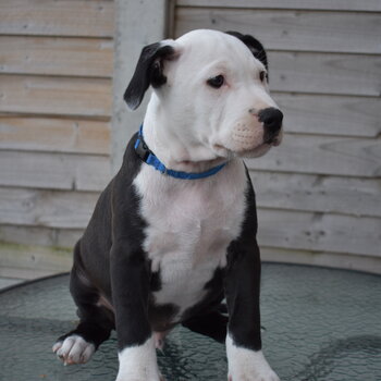 American Staffordshire Terrier / Pitbull Cross