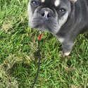 French bulldog -1