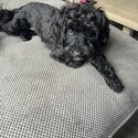 Cairn Terrier x Minature Poodle for sale -1