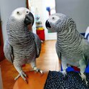 African grey parrots for adoption -1