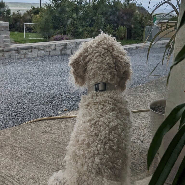 Cavalier King Charles X Miniature Poodle