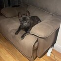 Brindle French Bulldog Male-3