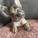 French Bulldogs for sale -5