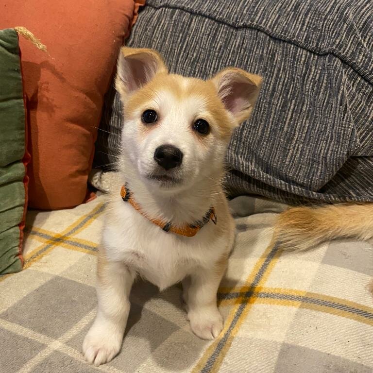 2 beautiful male pomsky mix puppies