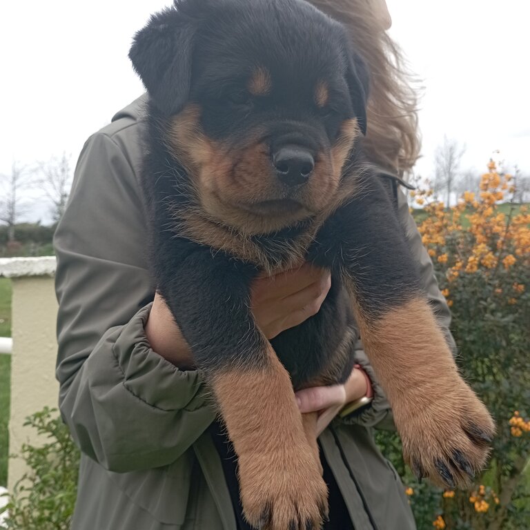 Rottweiler pups