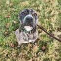 Areo 2 Year Old Male American Pitbull Cross-1