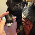 Boy pug -2