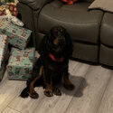 English Cocker Spaniel for Sale-5