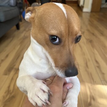 Adorable jack russel