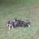 Italian greyhound pups-0