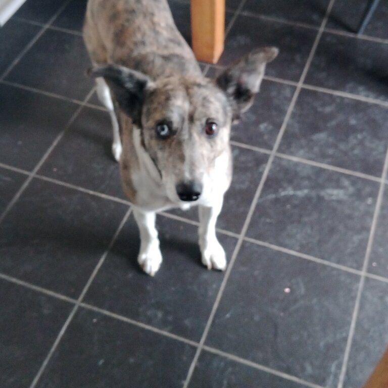 Lurcher collie male