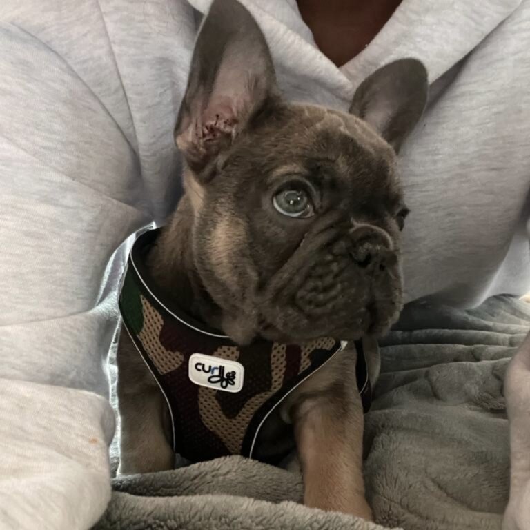 French Bulldog for sale 