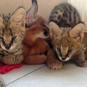 serval,caracal,savannah kitten -2