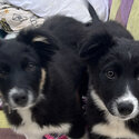 Collie sisters-0