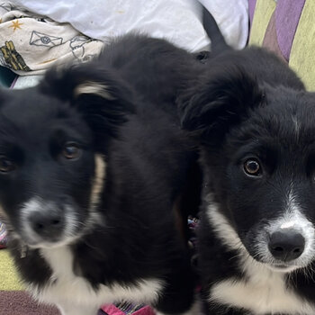 Collie sisters