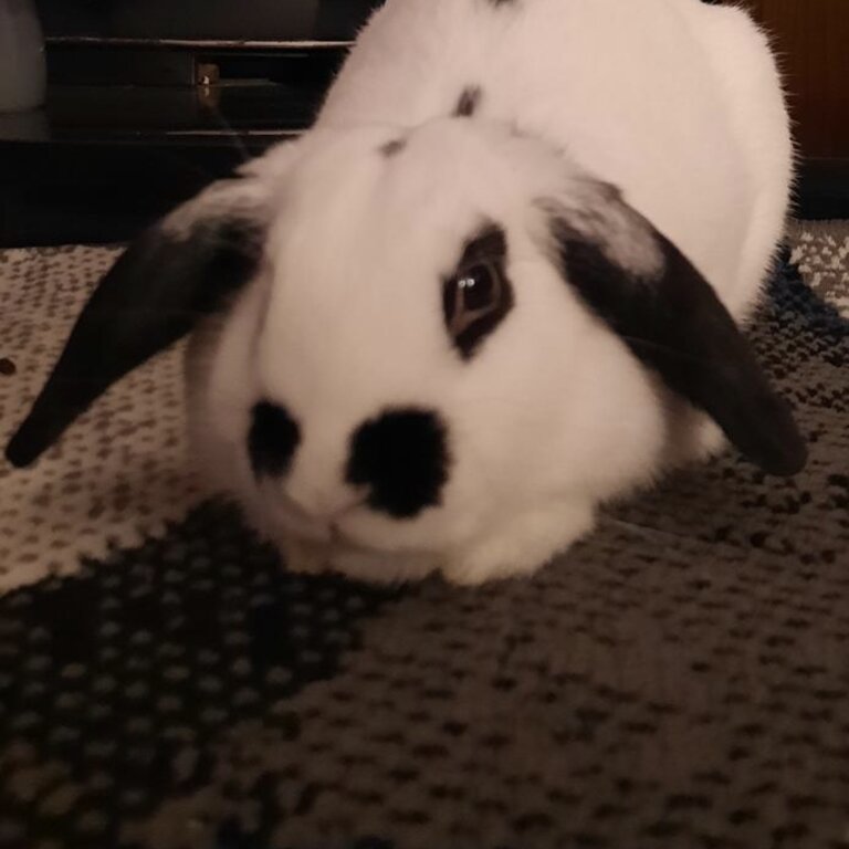 Lovely white rabbit with black ears and head