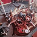 Siberian husky puppys for sale-0