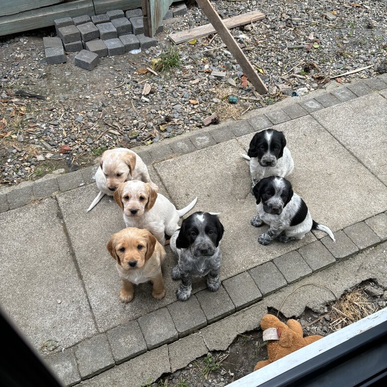 Cocker x Brittany spaniel 