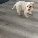 Cockapoo for sale-3